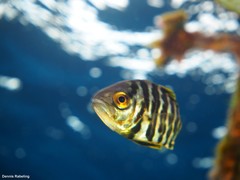 Seriola fasciata