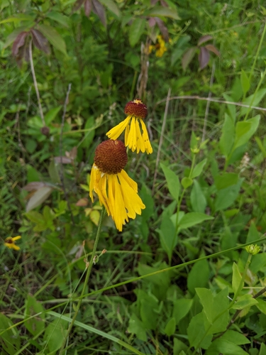 Image of Helenium campestre by (c) Goforth, some rights reserved (CC BY)