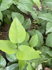 Toxicodendron radicans