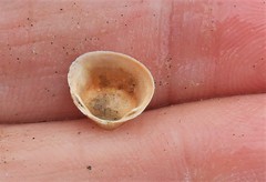 Sphaerium striatinum