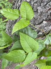 Toxicodendron radicans
