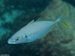 Pseudocaranx dentex