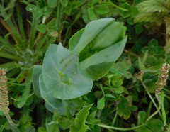 Blackstonia perfoliata