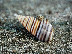 Pyramidella dolabrata