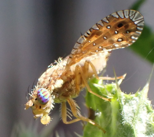 Paracantha gentilis