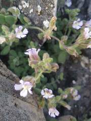 Chaenorhinum villosum