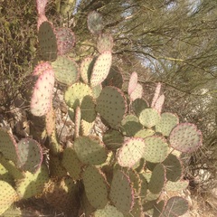 Opuntia gosseliniana