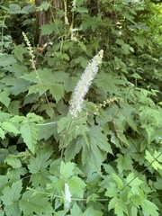 Actaea elata