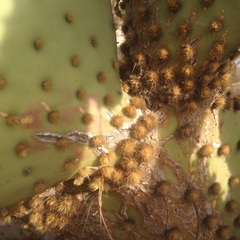 Opuntia gosseliniana