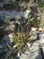 Arenaria armerina