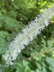 Actaea elata