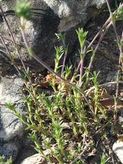 Arenaria armerina