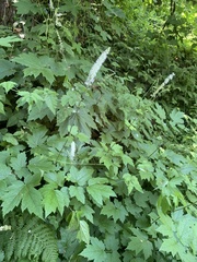Actaea elata