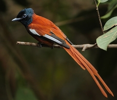 African Paradise Flycatcher photo 3