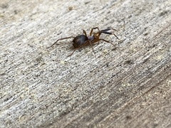 Phrurolithidae