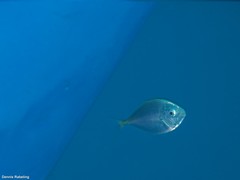 Pseudocaranx dentex