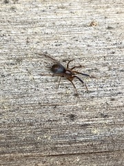 Phrurolithidae