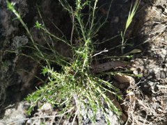 Arenaria armerina