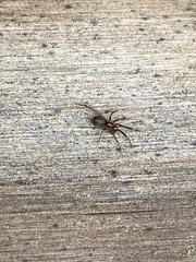 Phrurolithidae