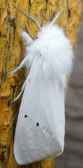 Spilosoma urticae