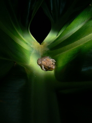 Eleutherodactylus cochranae