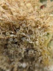 Entoprocta