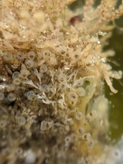 Entoprocta