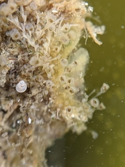 Entoprocta