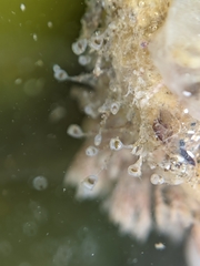 Entoprocta