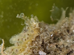 Entoprocta