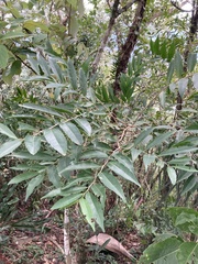 Banara parviflora
