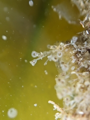 Entoprocta