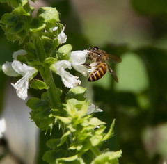 Apis cerana