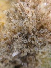 Entoprocta