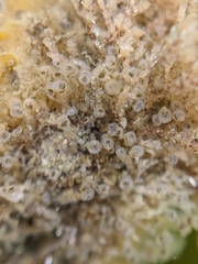 Entoprocta