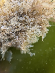 Entoprocta