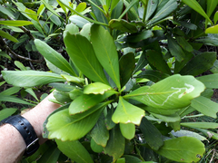 Pseudopanax chathamicus