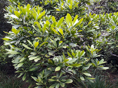 Pseudopanax chathamicus