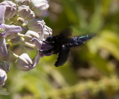 Xylocopa perforator