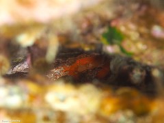 Euryozius bouvieri