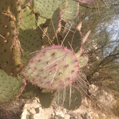 Opuntia gosseliniana