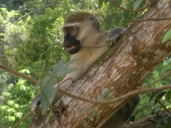 Chlorocebus tantalus