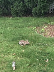Sylvilagus floridanus