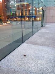 Zonotrichia albicollis