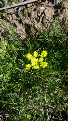 Lomatium caruifolium