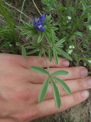 Lupinus pusillus