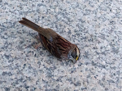 Zonotrichia albicollis