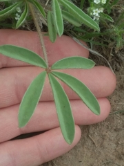 Lupinus pusillus