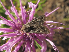 Ulolonche orbiculata