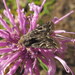 Ulolonche orbiculata - Photo (c) Jason J. Dombroskie, algunos derechos reservados (CC BY-NC), subido por Jason J. Dombroskie